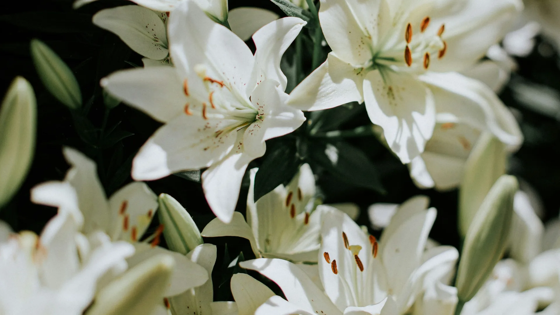 Fleurs pour le cimetière : quelles plantes choisir ?
