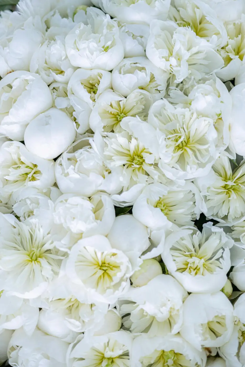 Quelles fleurs pour une crémation ?