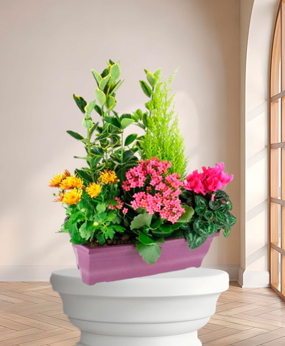 Plante de deuil — Jardin d'Éternité, fleurs de deuil livrées à Lille